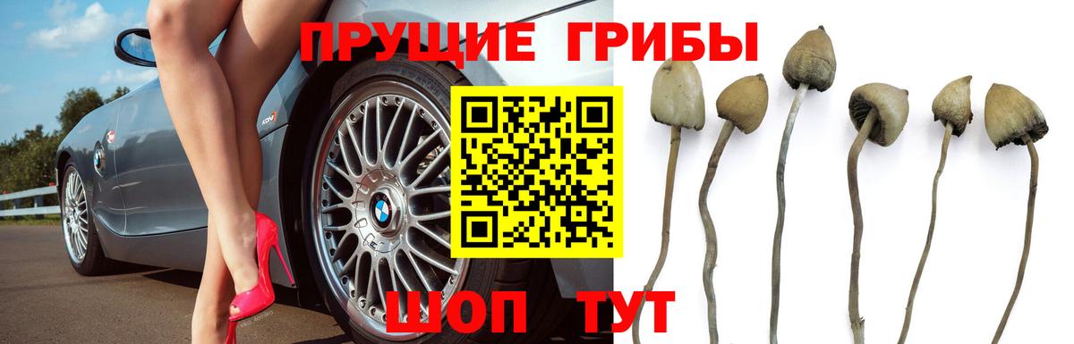 Псилоцибиновые грибы мицелий Миасс
